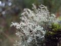 Lichen forest, Point Looout IMGP8800